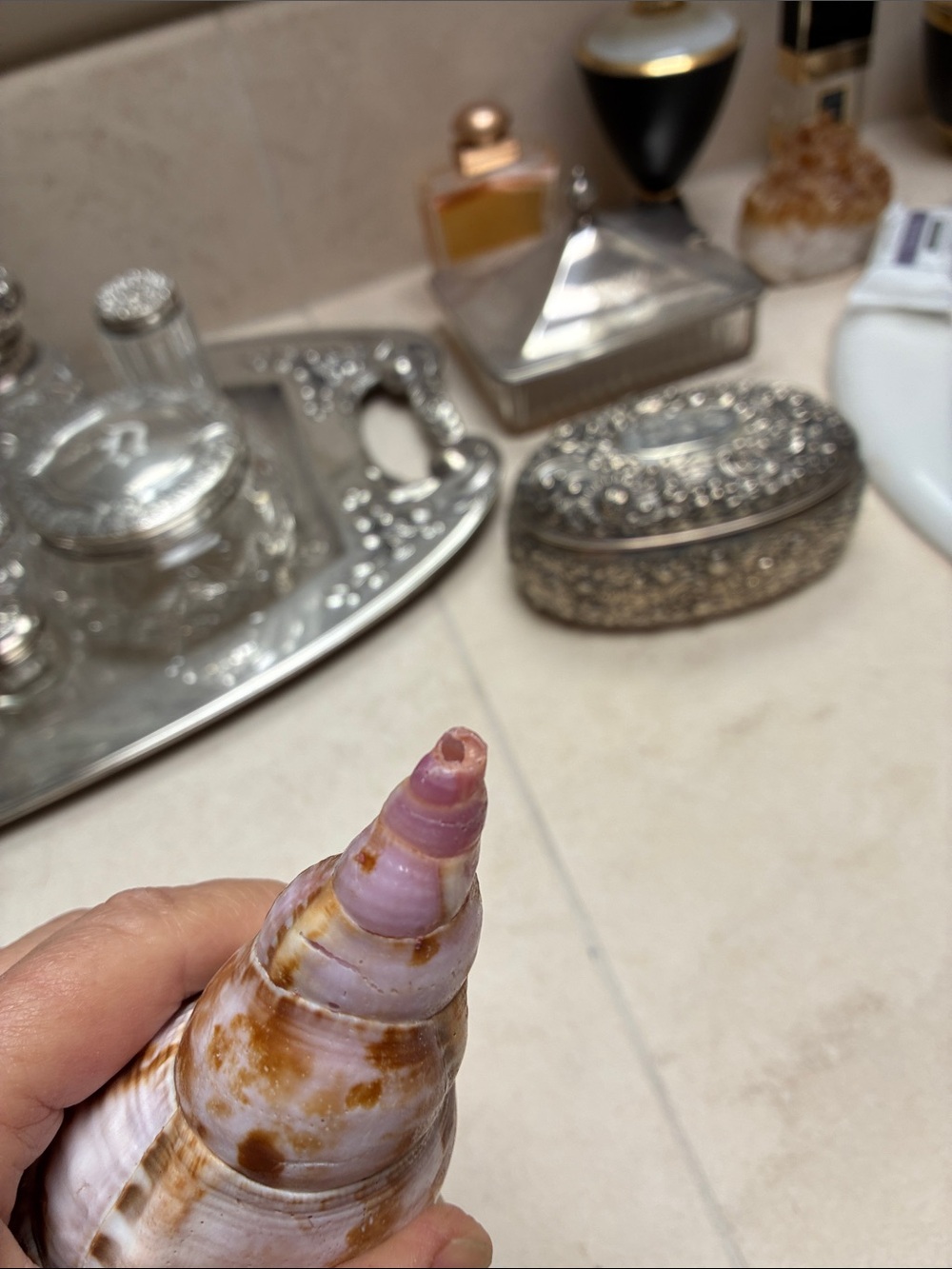 Trumpet Sea Shell - rare! - Picture 3 of 3
